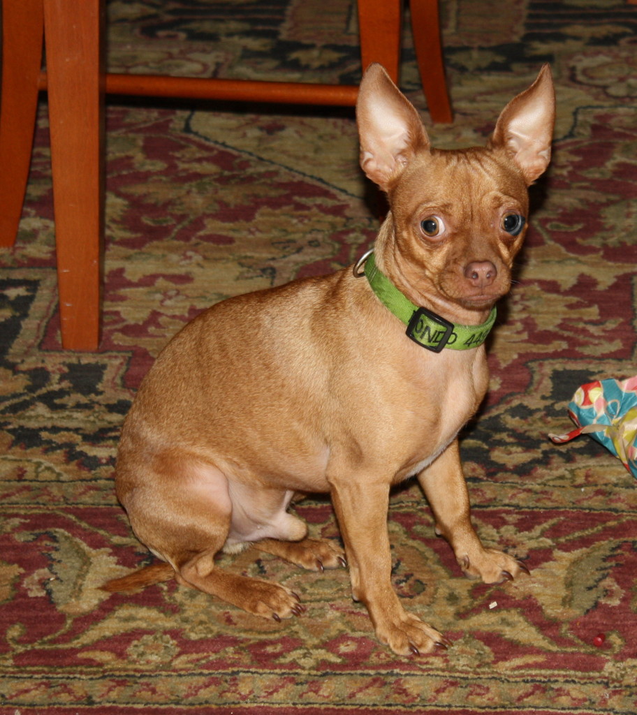 Erectile Dysfunction in a chihuahua