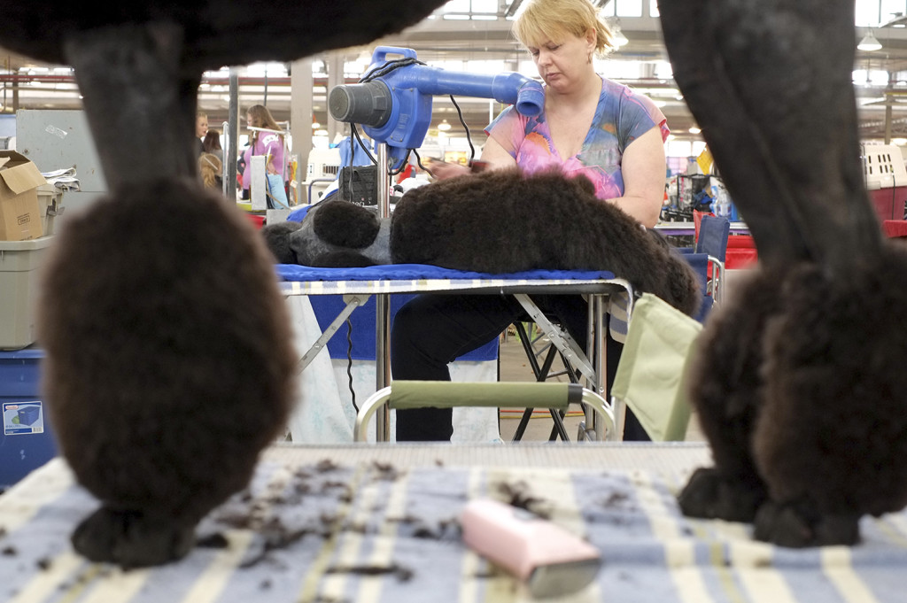 SALT CITY SPRING CLUSTER DOG SHOW 2014