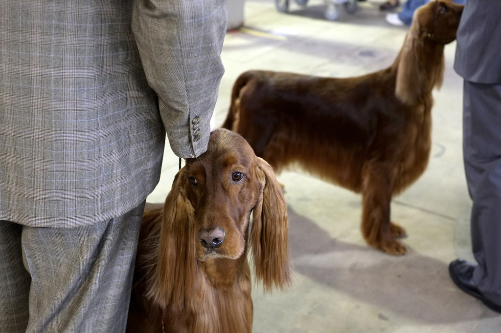 SALT CITY SPRING CLUSTER DOG SHOW 2014