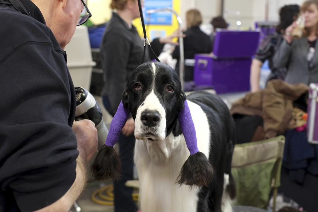 SALT CITY SPRING CLUSTER DOG SHOW 2014