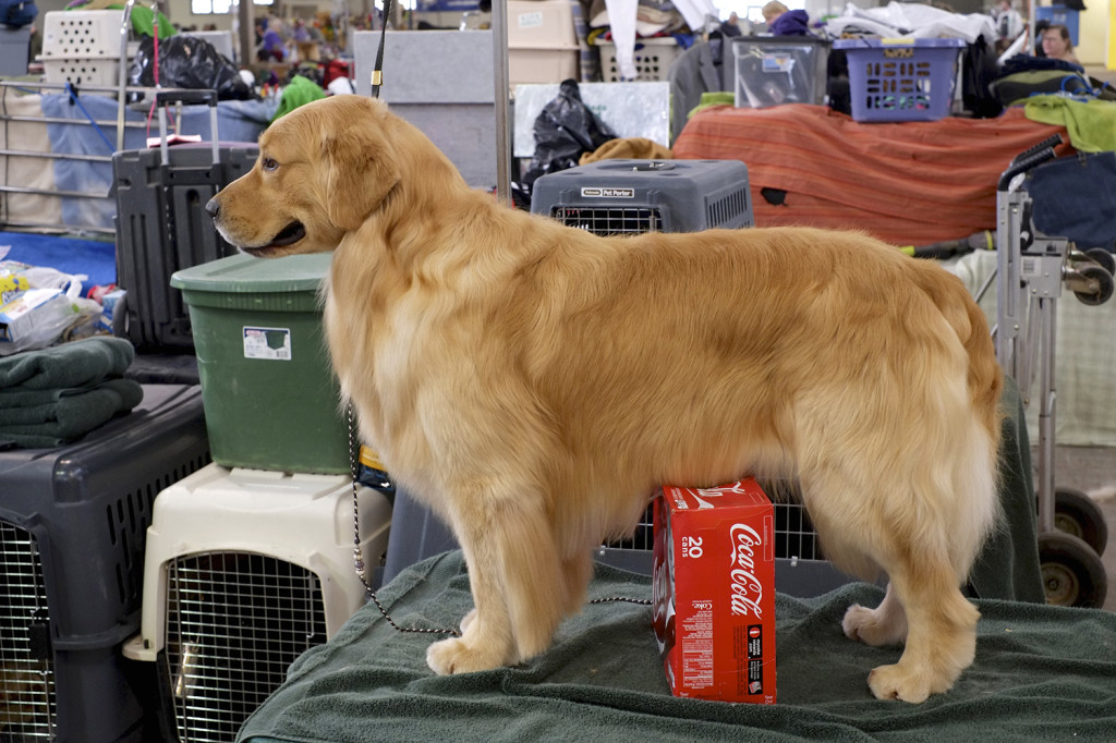 SALT CITY SPRING CLUSTER DOG SHOW 2014