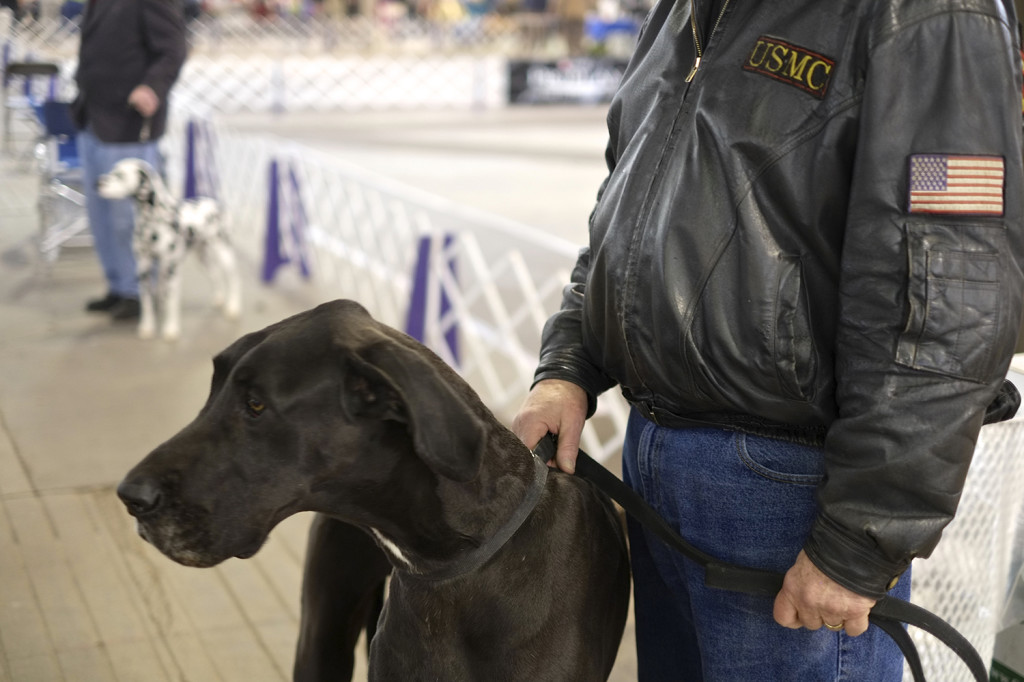 SALT CITY SPRING CLUSTER DOG SHOW 2014