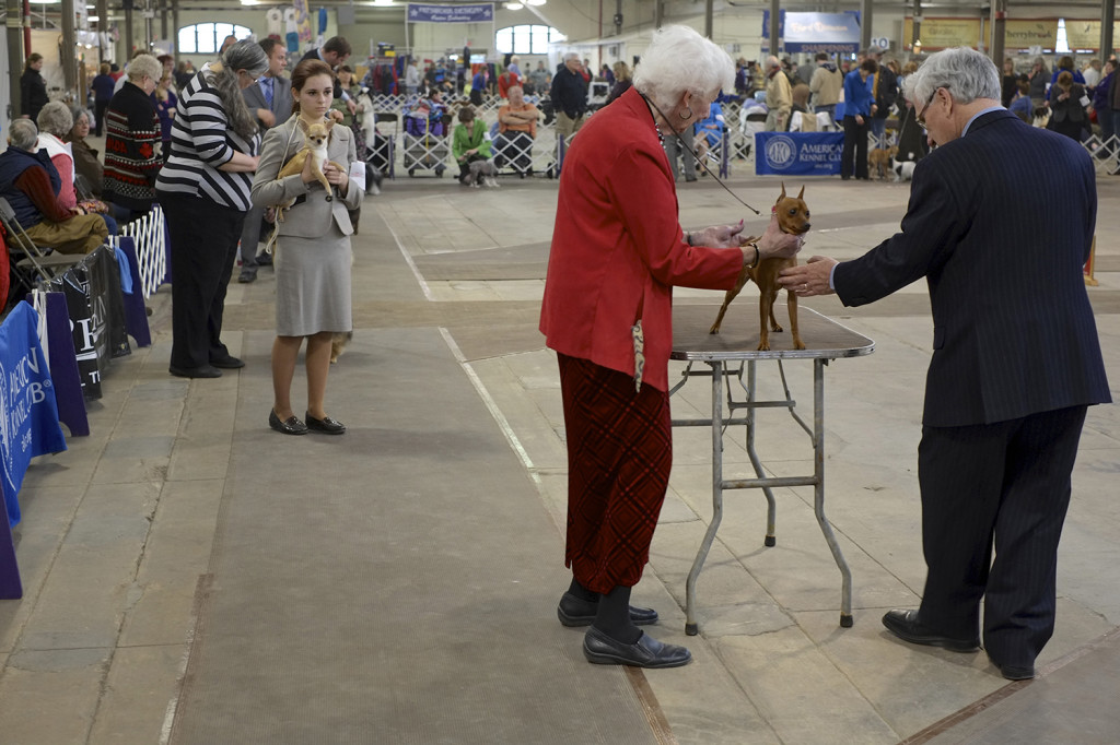 SALT CITY SPRING CLUSTER DOG SHOW 2014