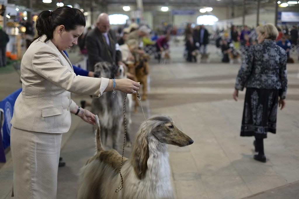 SALT CITY SPRING CLUSTER DOG SHOW 2014