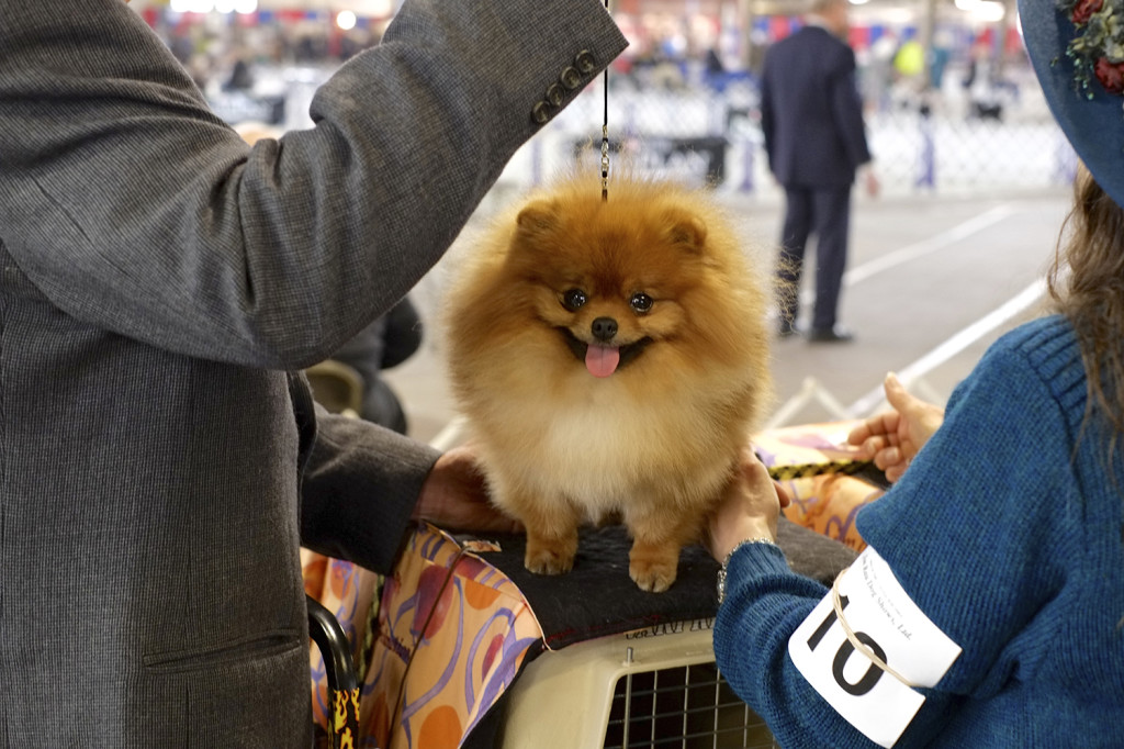 SALT CITY SPRING CLUSTER DOG SHOW 2014