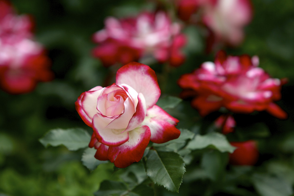 Thornden Park Rose Garden.  Michael Davis Photo | Syracuse New Times 