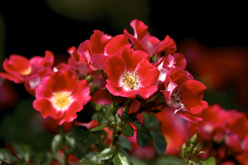 Thornden Park Rose Garden.  Michael Davis Photo | Syracuse New Times 
