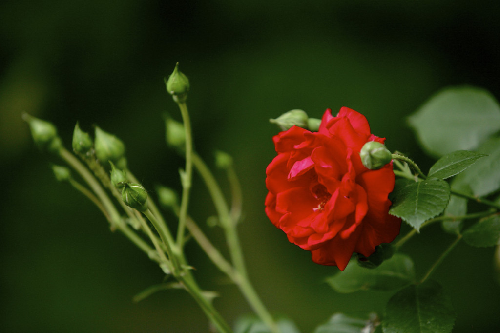 Thornden Park Rose Garden.  Michael Davis Photo | Syracuse New Times 