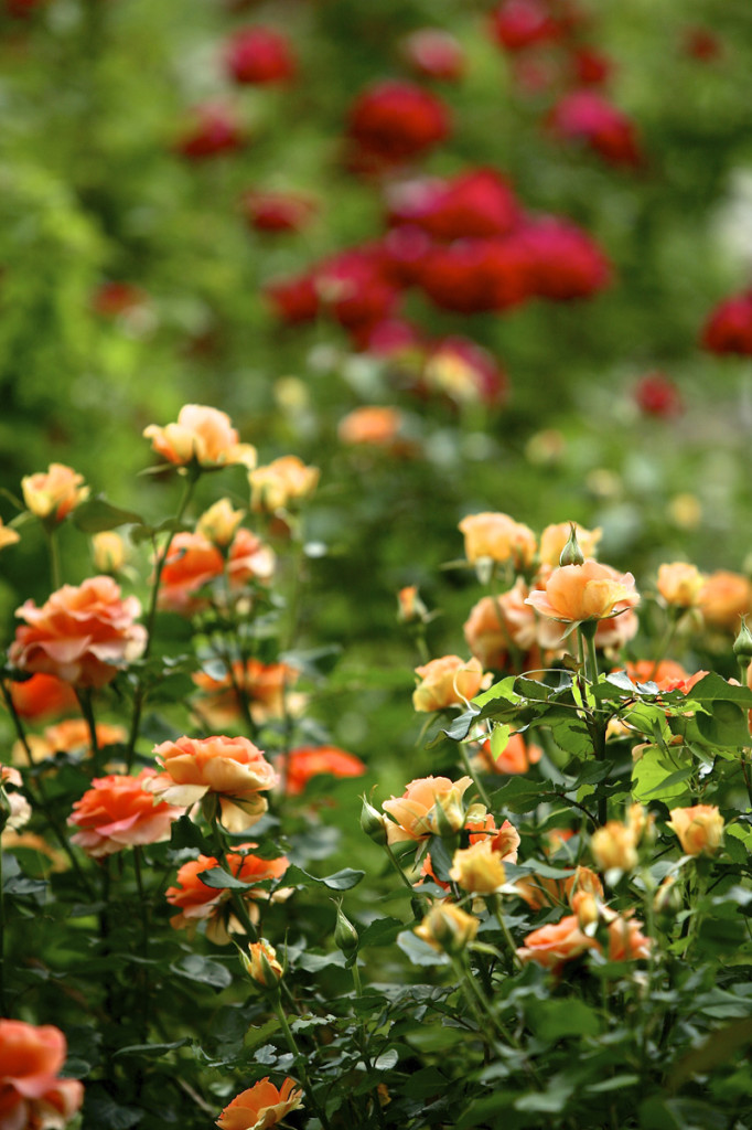 Thornden Park Rose Garden.  Michael Davis Photo | Syracuse New Times 