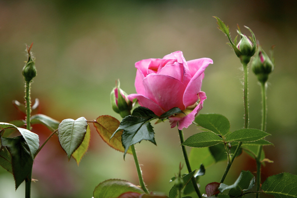 Thornden Park Rose Garden.  Michael Davis Photo | Syracuse New Times 