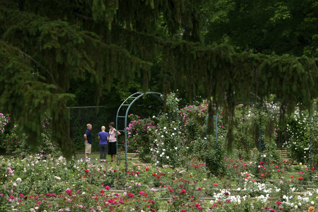 Thornden Park Rose Garden.  Michael Davis Photo | Syracuse New Times 