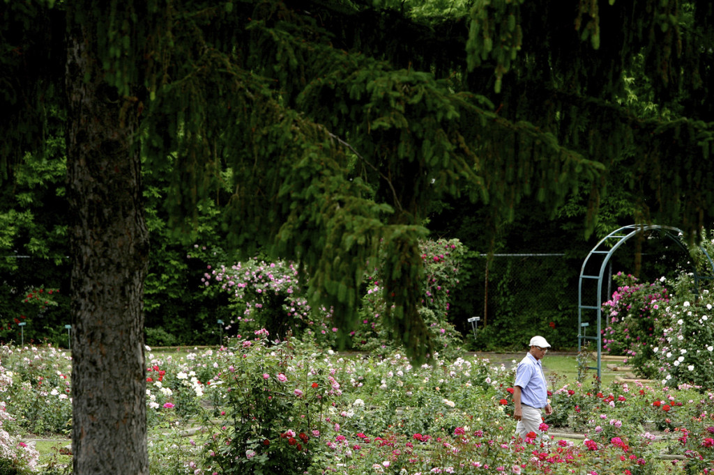Thornden Park Rose Garden.  Michael Davis Photo | Syracuse New Times 