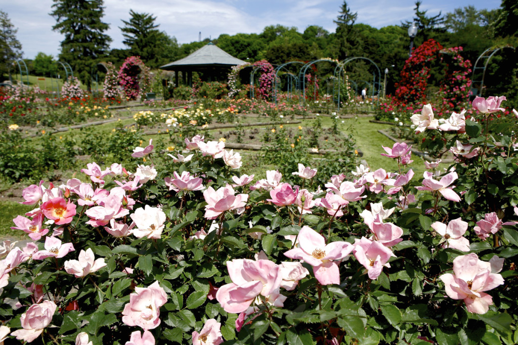 Thornden Park Rose Garden.  Michael Davis Photo | Syracuse New Times 