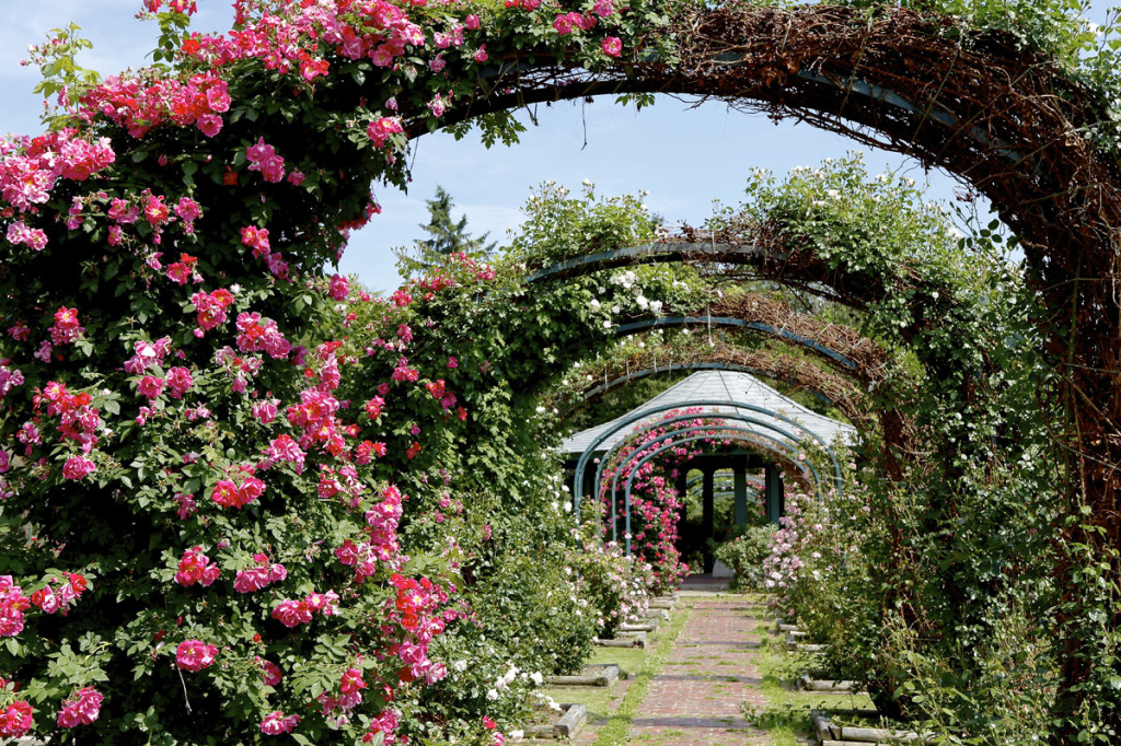 Thornden Park Rose Garden.  Michael Davis Photo | Syracuse New Times 