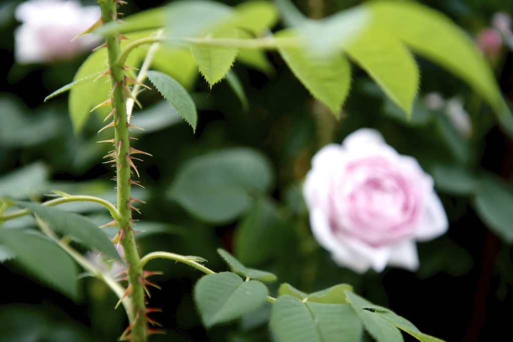 Thornden Park Rose Garden.  Michael Davis Photo | Syracuse New Times 
