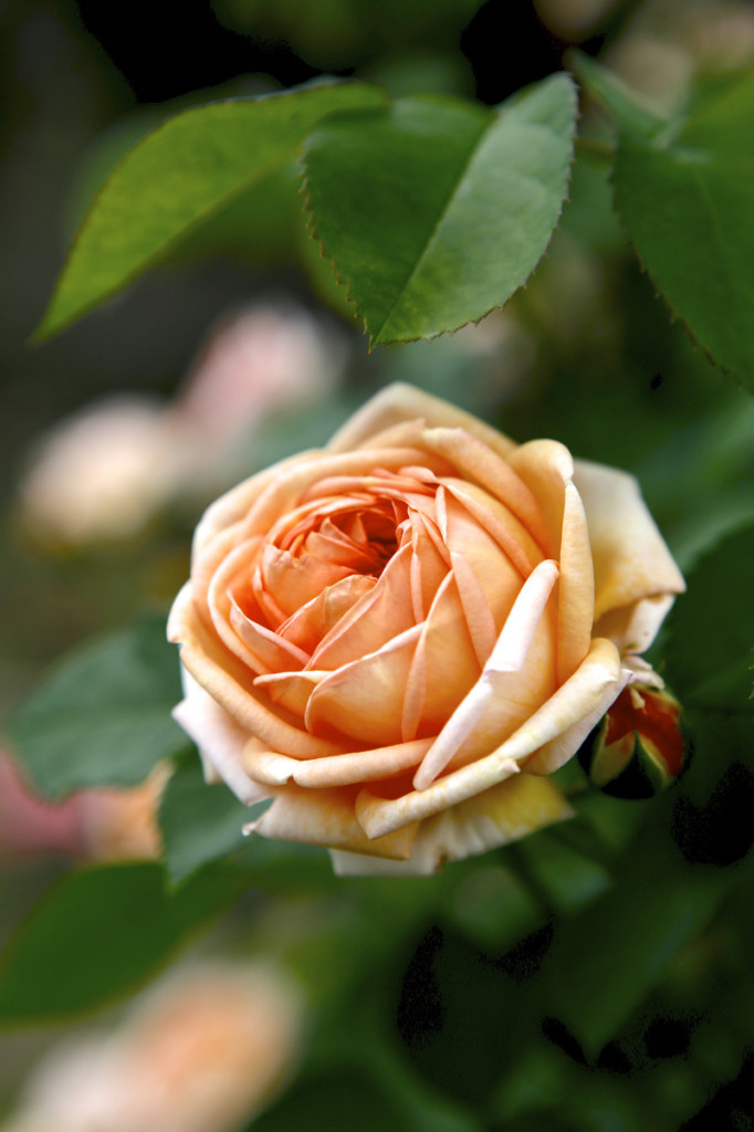 Thornden Park Rose Garden.  Michael Davis Photo | Syracuse New Times 