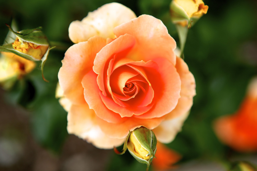 Thornden Park Rose Garden.  Michael Davis Photo | Syracuse New Times 