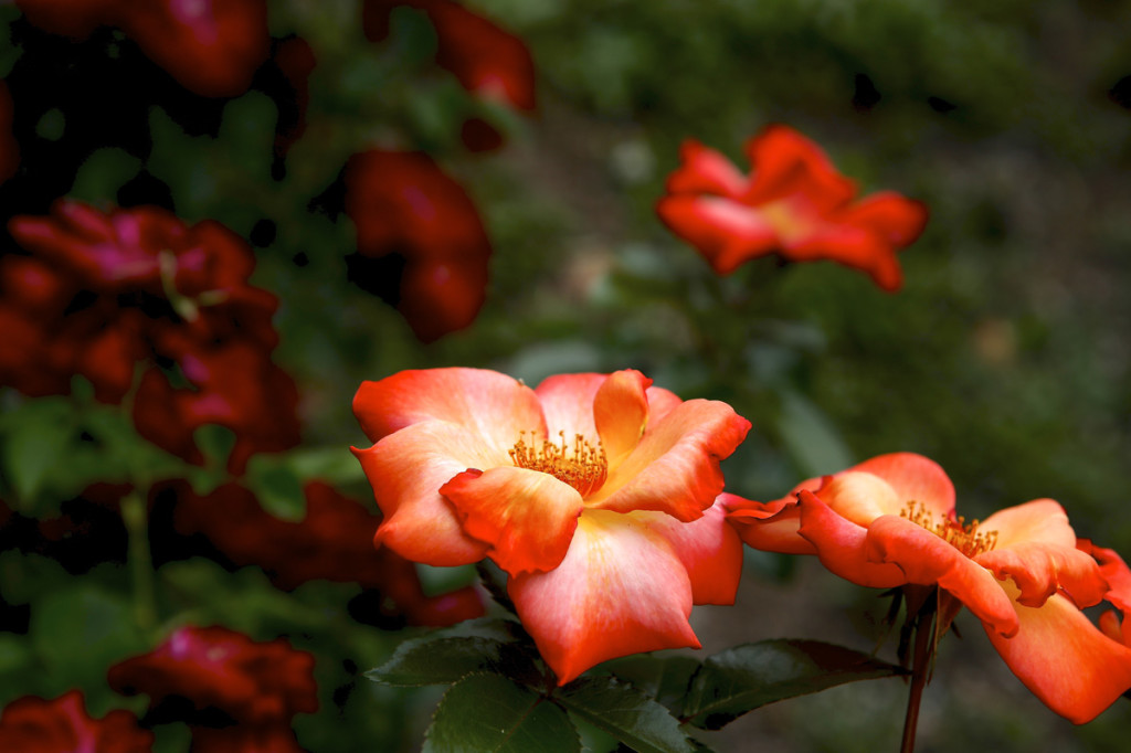 Thornden Park Rose Garden.  Michael Davis Photo | Syracuse New Times 