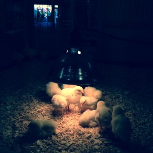 New York State Fair