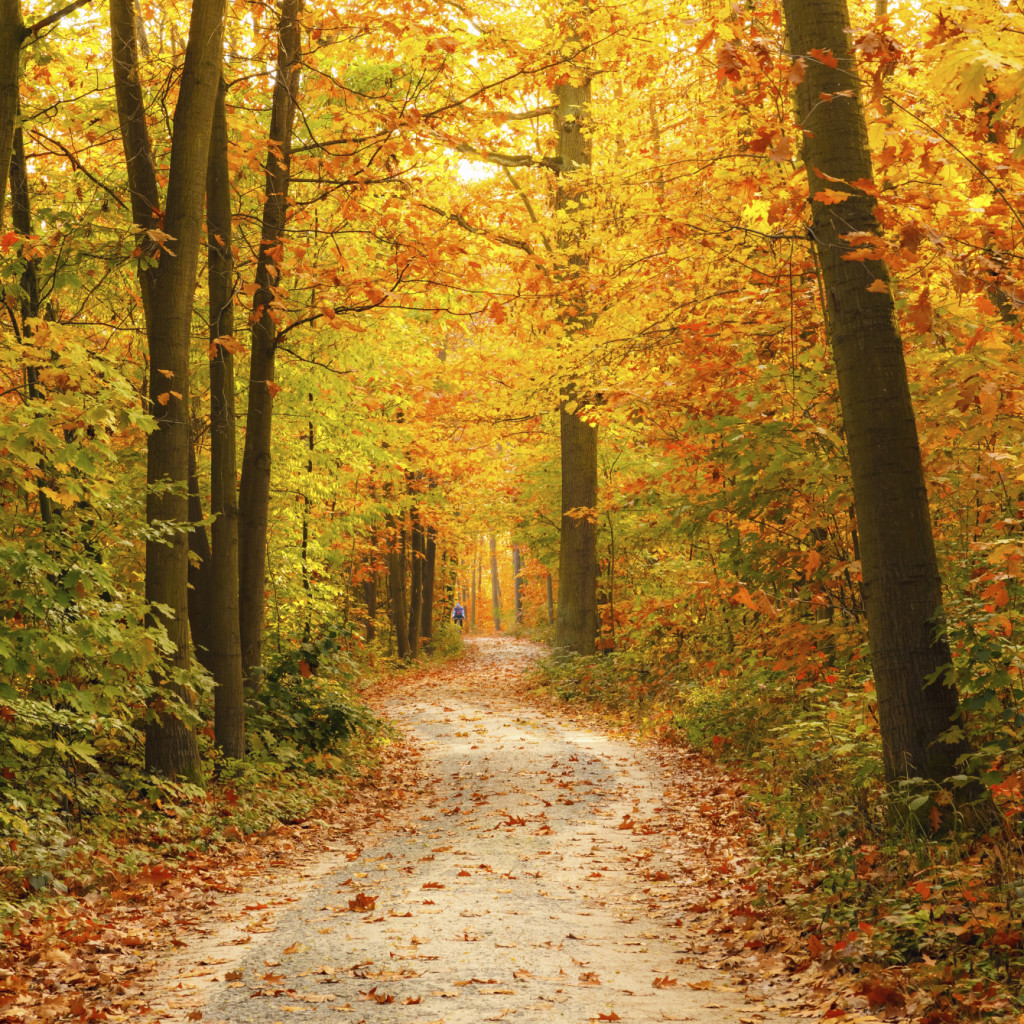 Fall Leaves