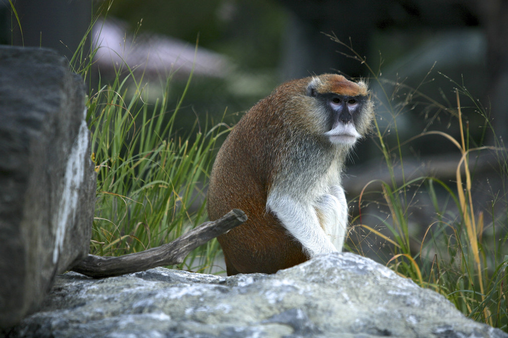 "M.J.", patriarch of the Patas monkeys.