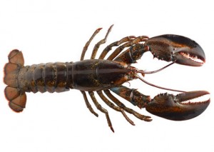 maine-lobster