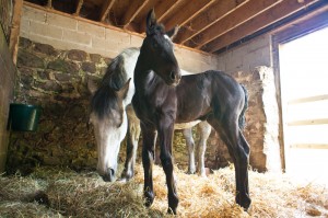 The Wish Horse still shot.  Photo: The Wish Horse Facebook Page