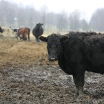 GreyRock Farm