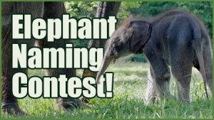 Baby-Elephant-leaderboard-graphic