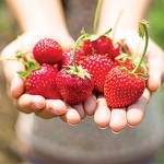 strawberry