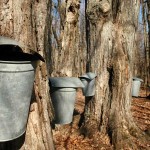 Grt-JF10-syrup-trees-i