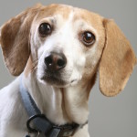 Sebastian the dog. Michael Davis photo