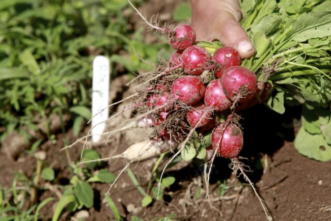 MAIN STREET FARM -