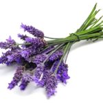 Lavender-1_0