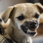 dog-bite-prevention_456px