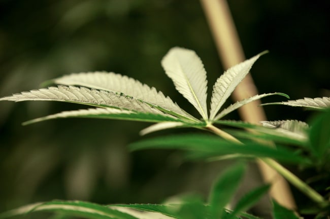A marijuana plant.