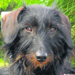 Chloë the Wirehair Dachshund