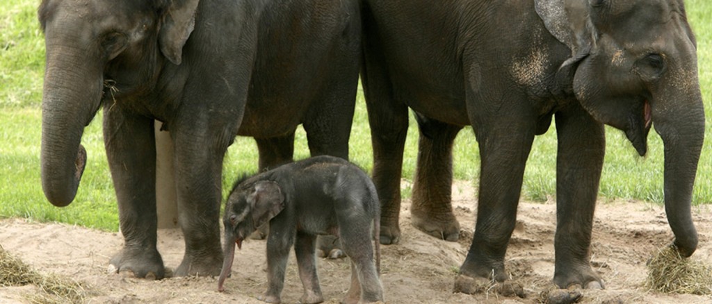 Baby elephant at Syracuse zoo